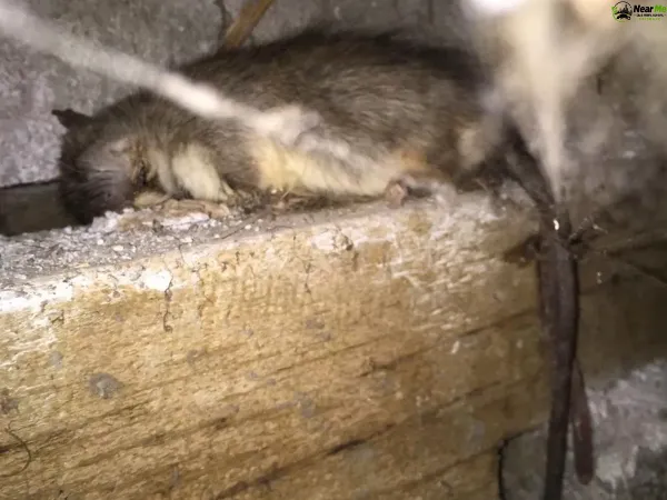Dead Rat Removal Yeronga